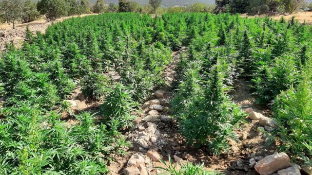 Ter�r�n finans kayna��na darbe: 155 bin k�k kenevir ele ge�irildi