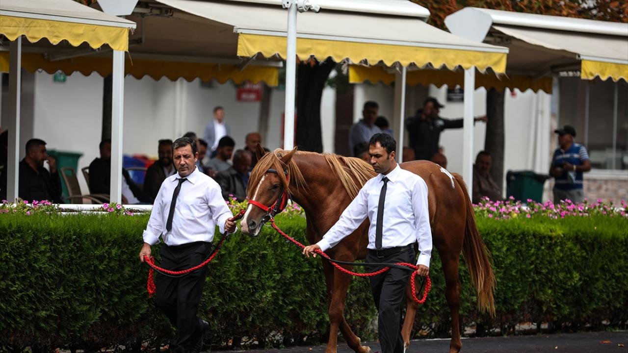 TİGEM gelecek ay 33 koşu tayı satacak