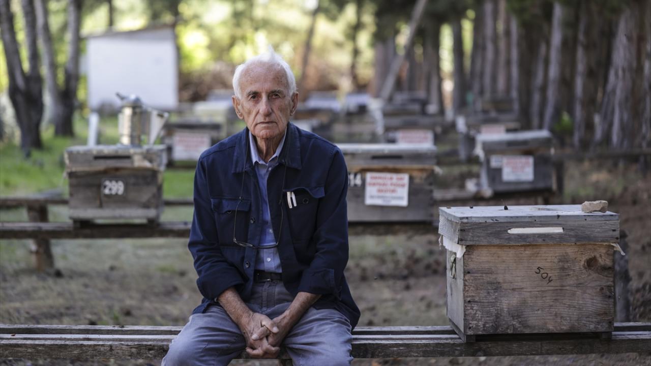 "Soysuzlaşan arıların huylarını düzeltmek" için çabalıyor