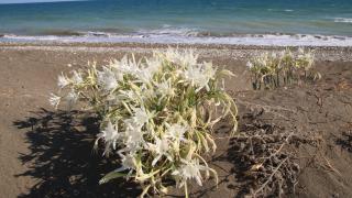 Koruma altındaki kum zambakları çiçek açtı: Koparmanın cezası 109 bin lira