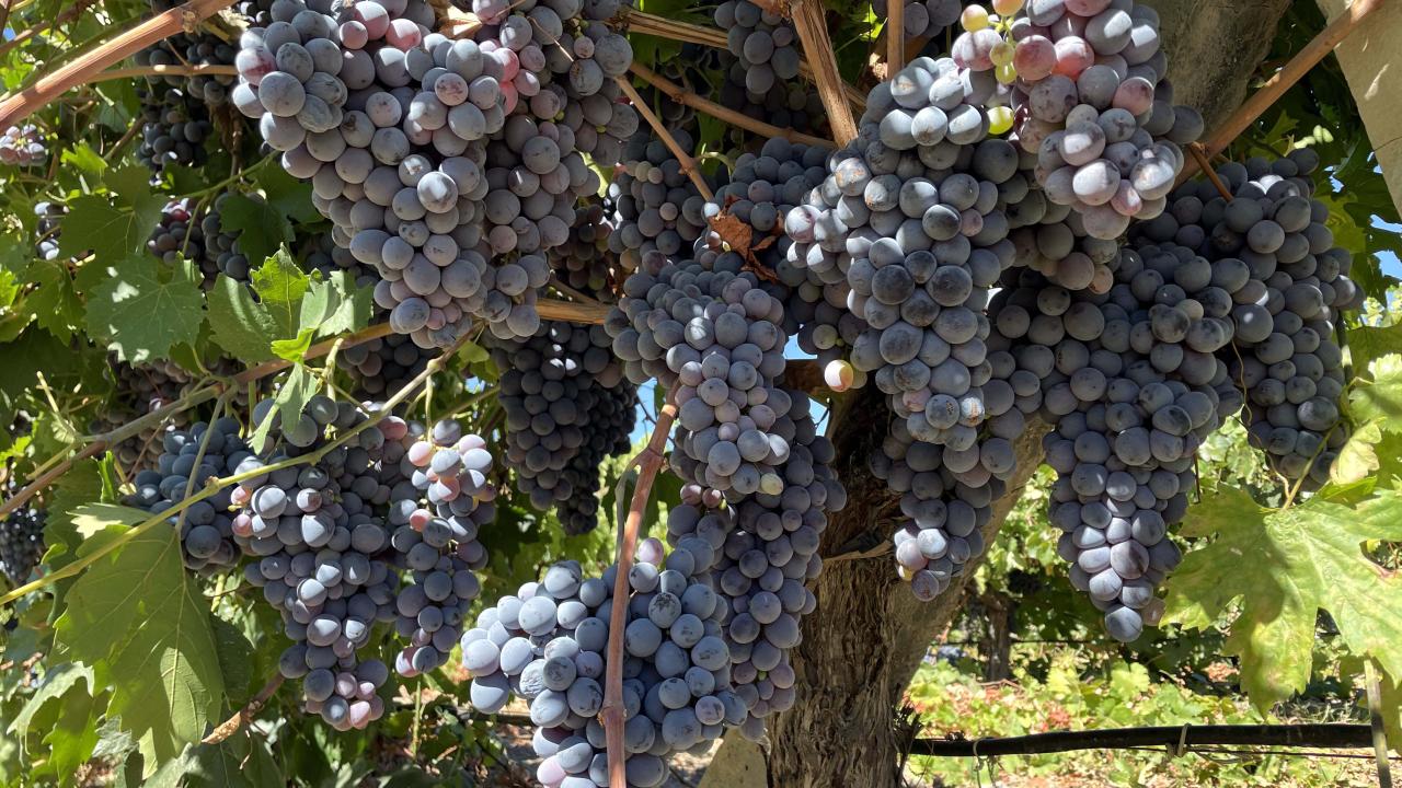 "Rekoltemiz bu yıl gayet iyi"