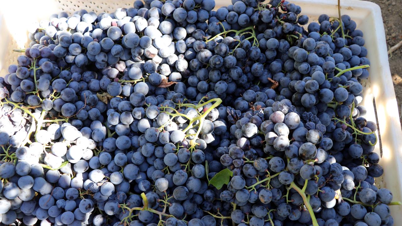 Boğazkere ve öküzgözü cinsi üzüm yetiştirdiğini belirten Doğan, şöyle dedi: