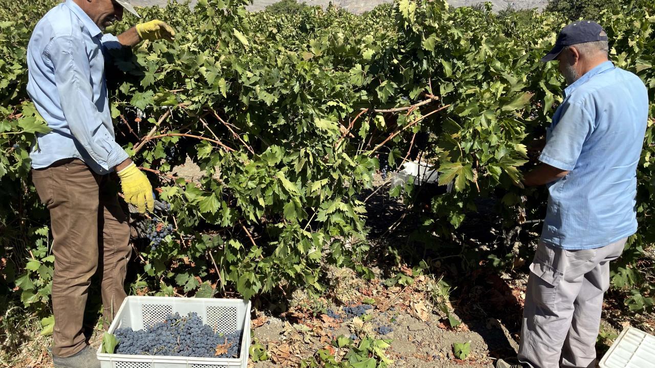 Hasat döneminde yaklaşık 2 bin 500 kişi çalışıyor