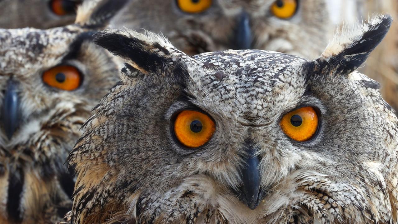 Fotoğrafta puhular yer alıyor.