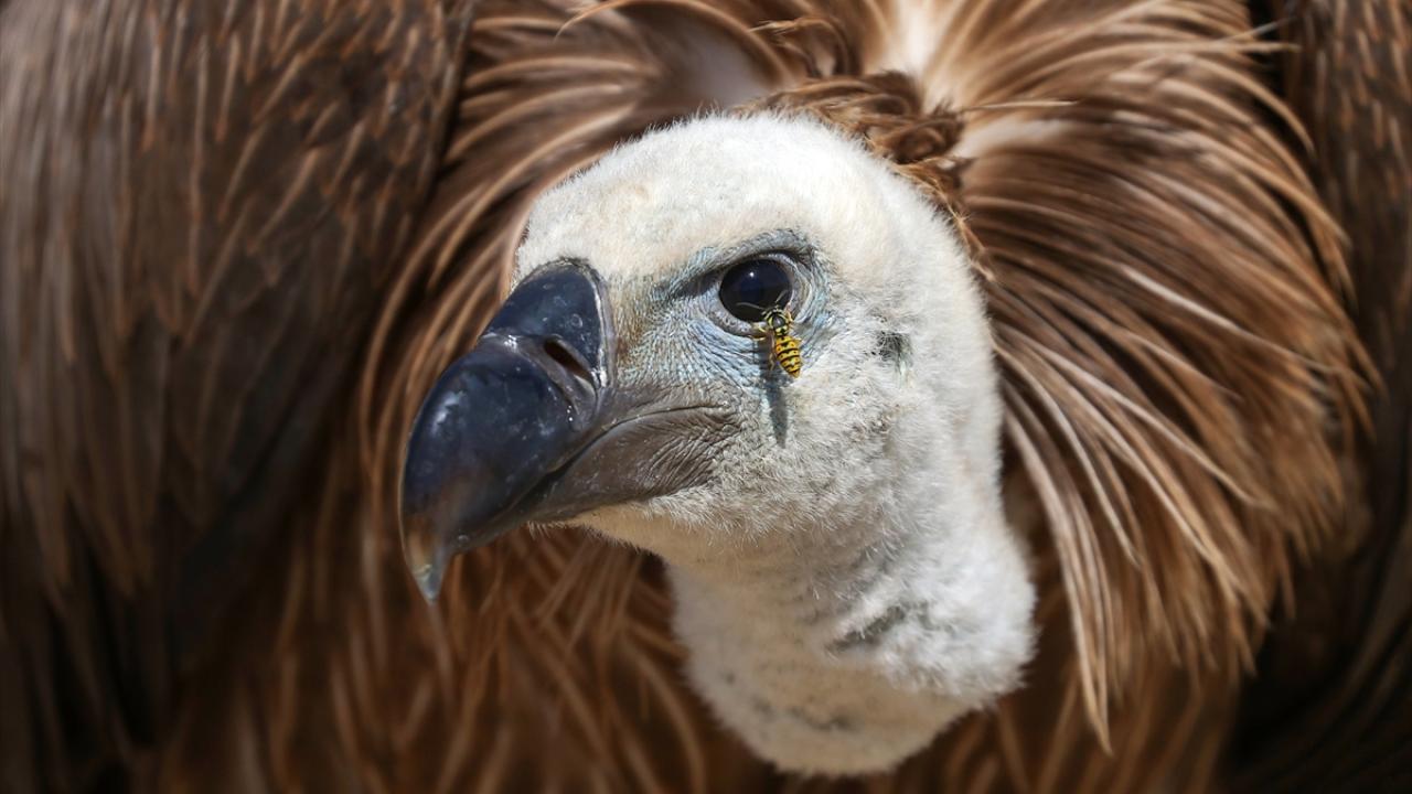 Fotoğrafta kızıl akbaba yer alıyor.