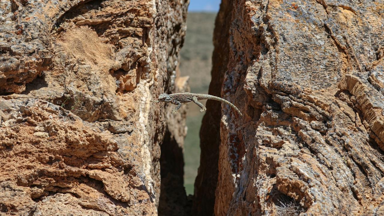 Fotoğrafta Van`ın Başkale ilçesinde görüntülenen Kafkas keleri yer alıyor.