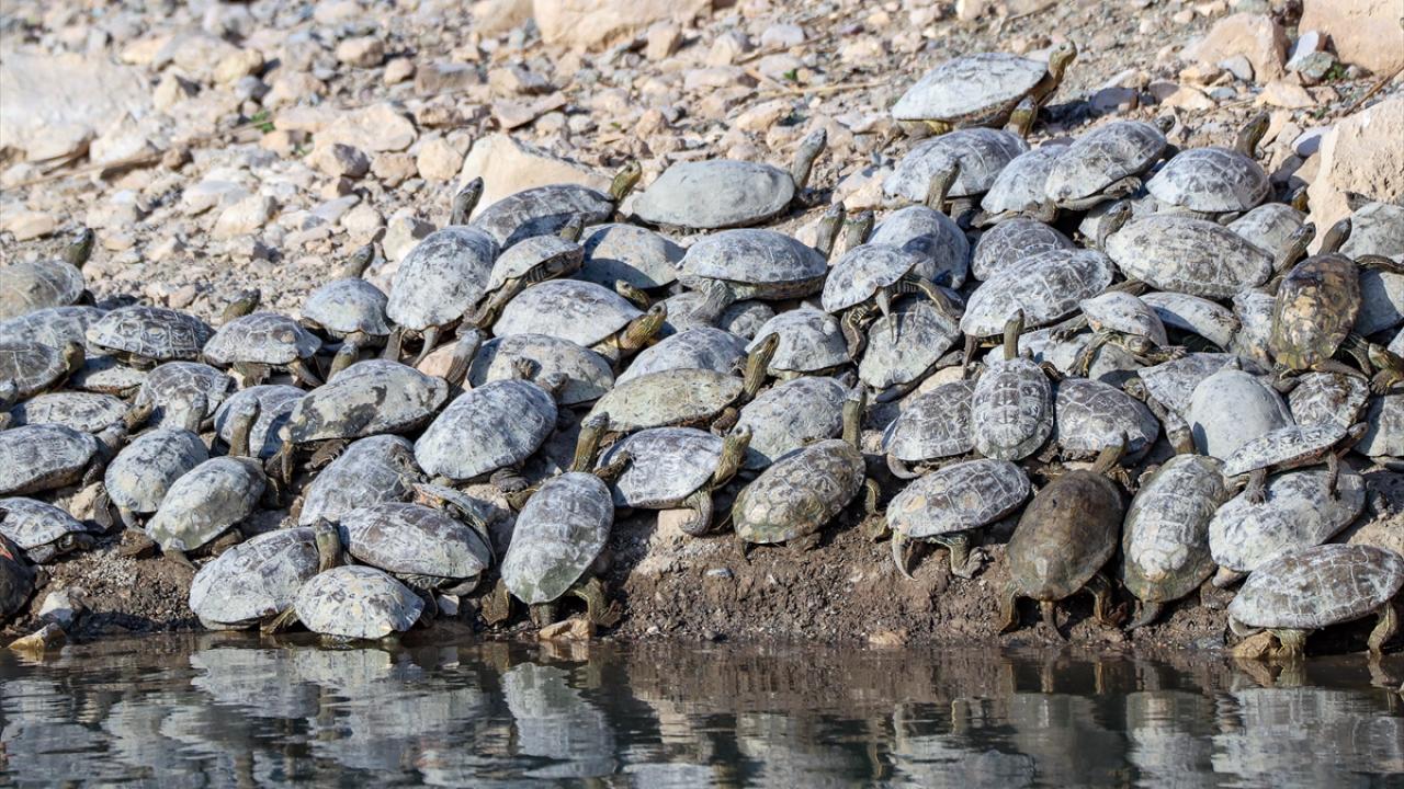 Fotoğrafta Erçek Gölü kıyısında güneşlenirken görüntülenen kaplumbağalar yer alıyor.