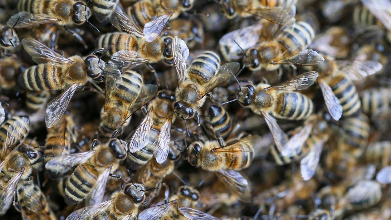 Fotoğrafta Van`ın Çatak ilçesinde görüntülenen bal arıları yer alıyor.
