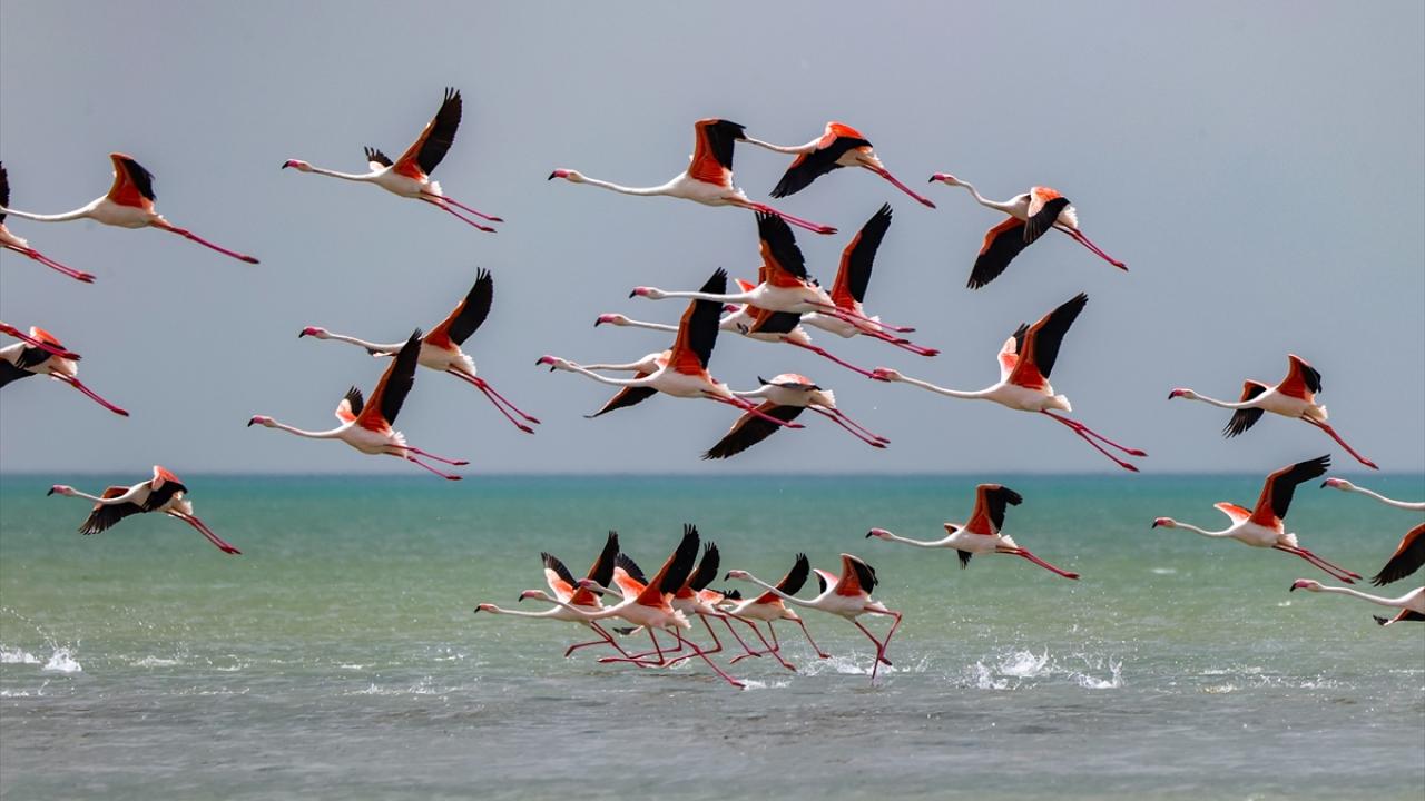 Fotoğrafta Muradiye ilçesi sınırlarında görüntülenen flamingolar yer alıyor.