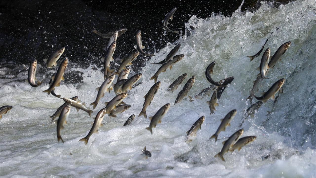 Fotoğrafta Van`ın Erciş ilçesinde görüntülenen ve üreme döneminde Van Gölü`ne dökülen tatlı sulara akın eden inci kefalleri yer alıyor.