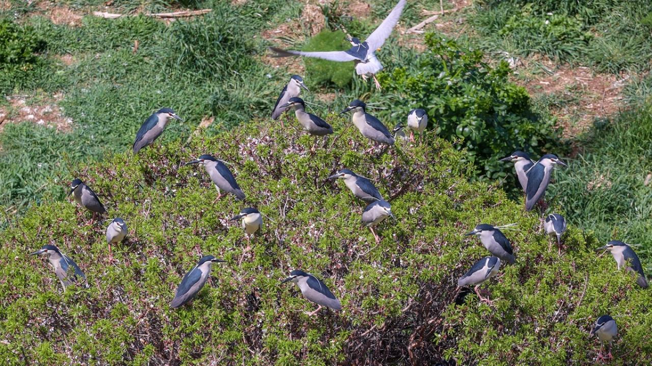 Fotoğrafta Van`ın Tuşba ilçesi sınırlarındaki Çarpanak Adası`nda görüntülenen gece balıkçılı kuşları yer alıyor.