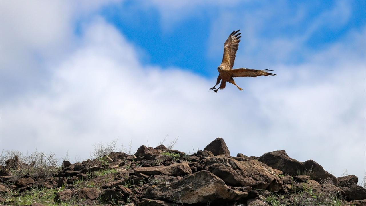 Fotoğrafta Van`ın Özalp ilçesinde görüntülenen kaya kartalı yer alıyor.