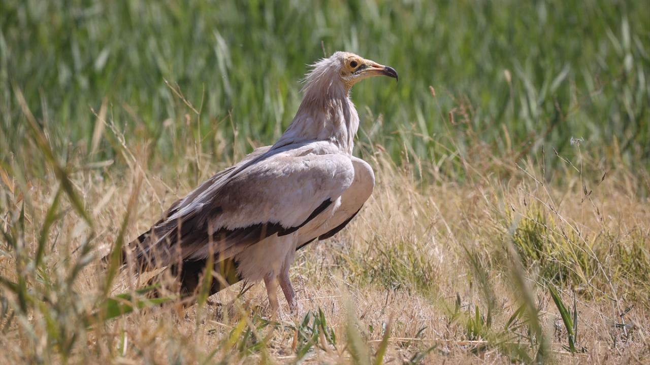 Fotoğrafta Mısır akbabası yer alıyor.
