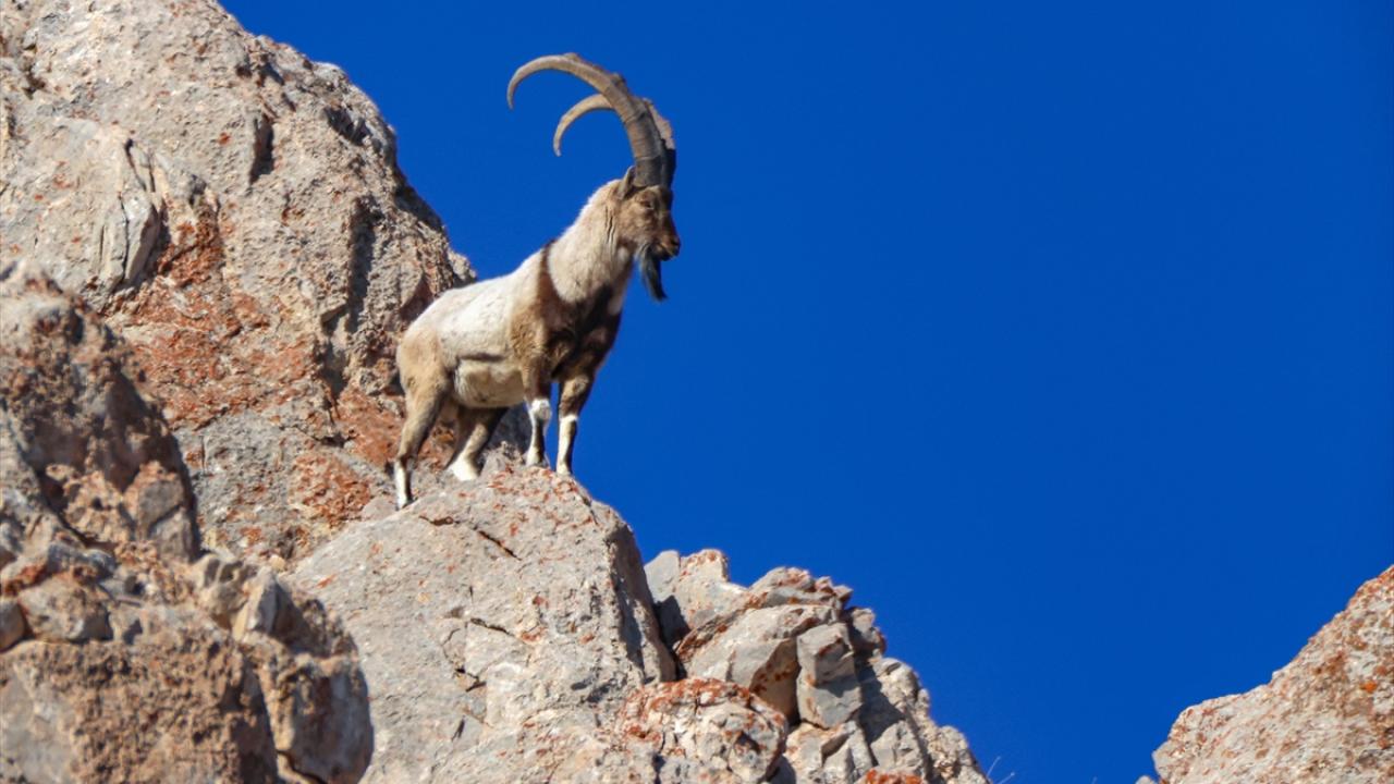 Fotoğrafta Van`ın Gürpınar ilçesinde görüntülenen yaban keçisi yer alıyor.