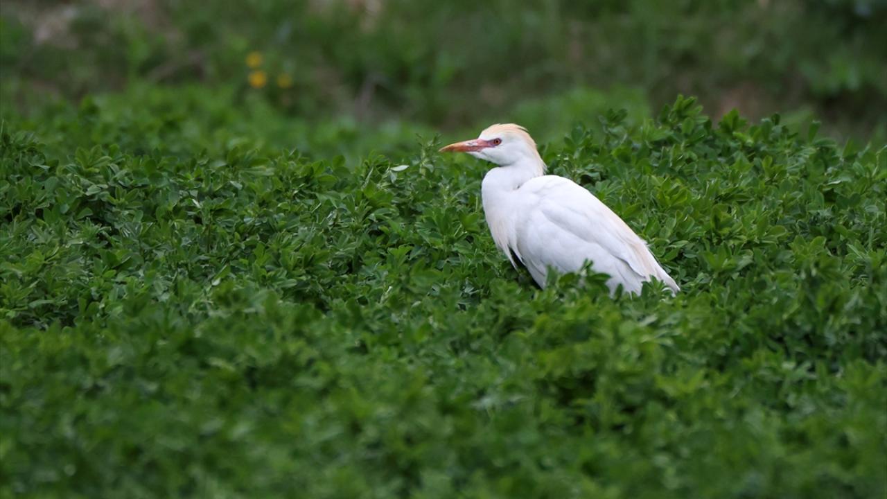 Fotoğrafta Van`ın Gevaş ilçesinde görüntülenen sığır balıkçılı yer alıyor.