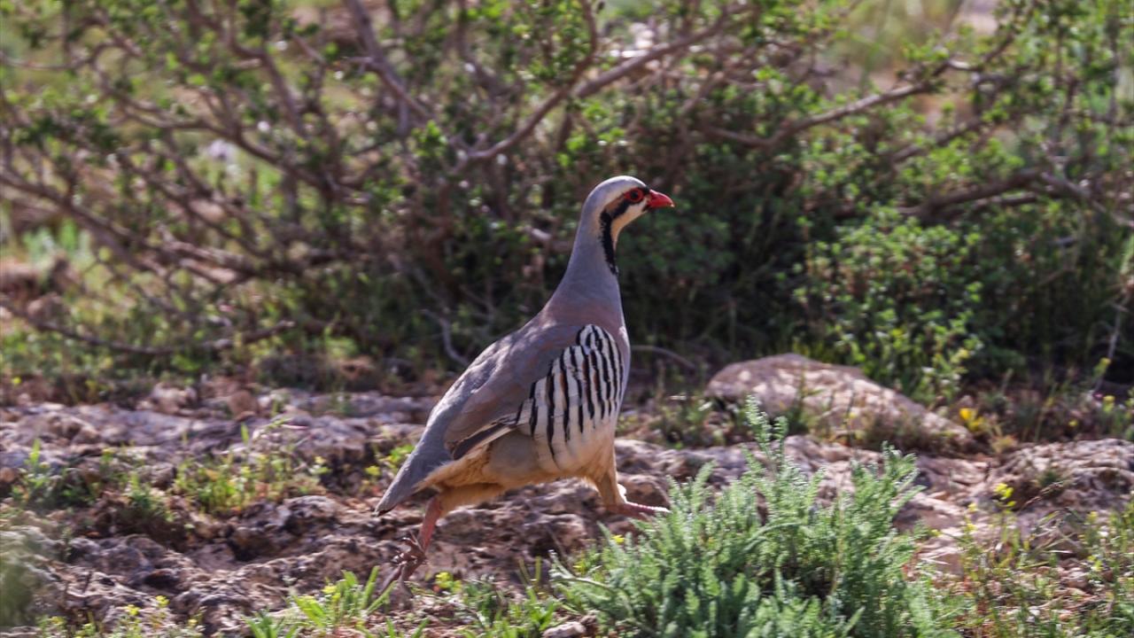 Fotoğrafta Gürpınar ilçesinde görüntülenen keklik yer alıyor.