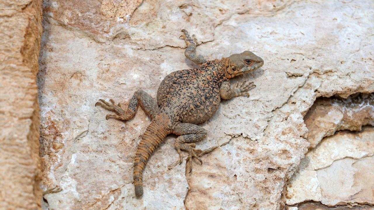Fotoğrafta Başkale ilçesinde görüntülenen Kafkas keleri yer alıyor.