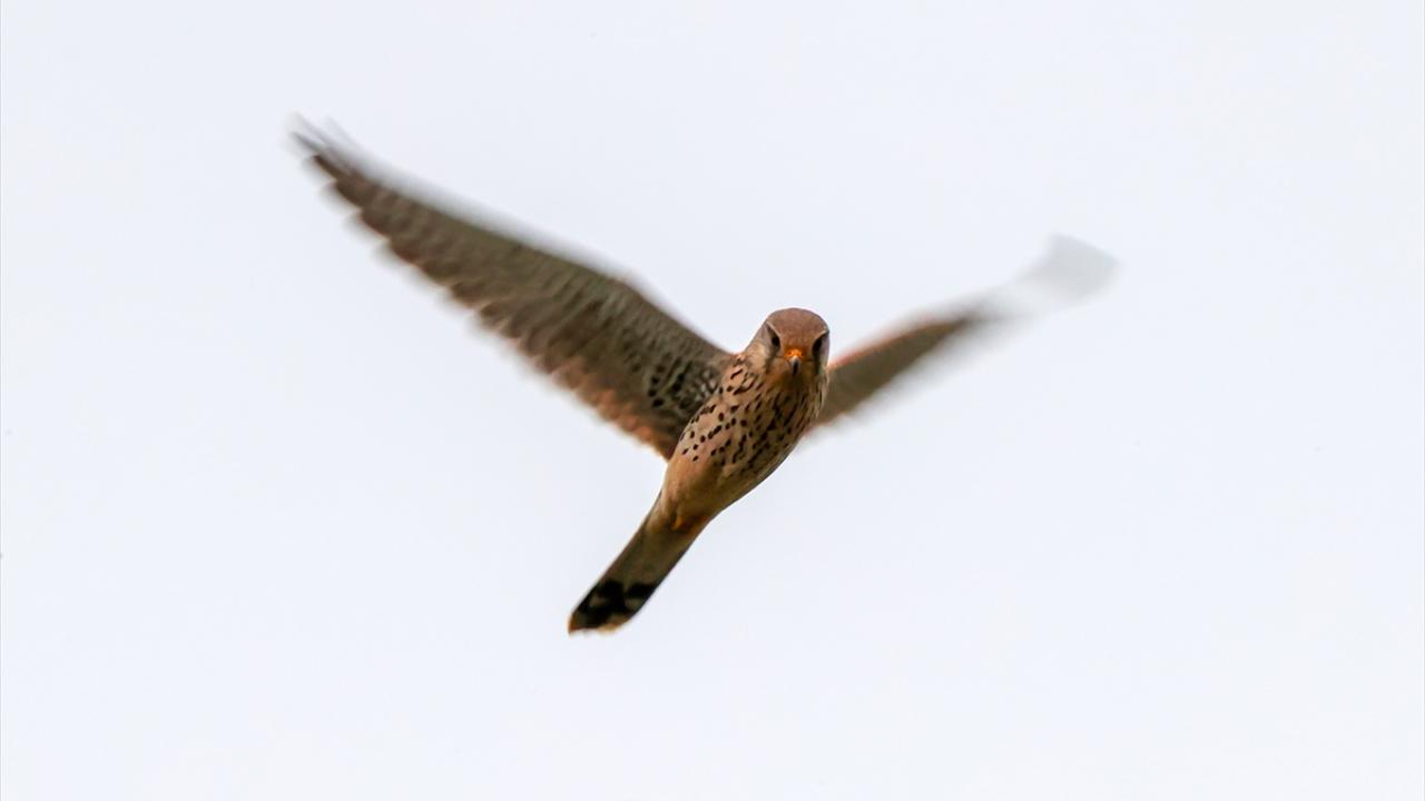 Fotoğrafta Gevaş ilçesinde görüntülenen kerkenez yer alıyor.