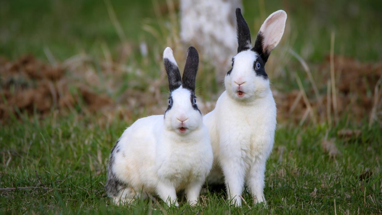 Fotoğrafta Edremit ilçesinde görüntülenen tavşanlar yer alıyor.