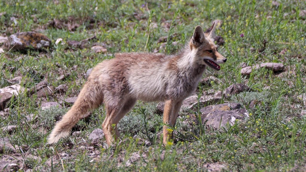 Fotoğrafta Gürpınar ilçesinde görüntülenen tilki yer alıyor.