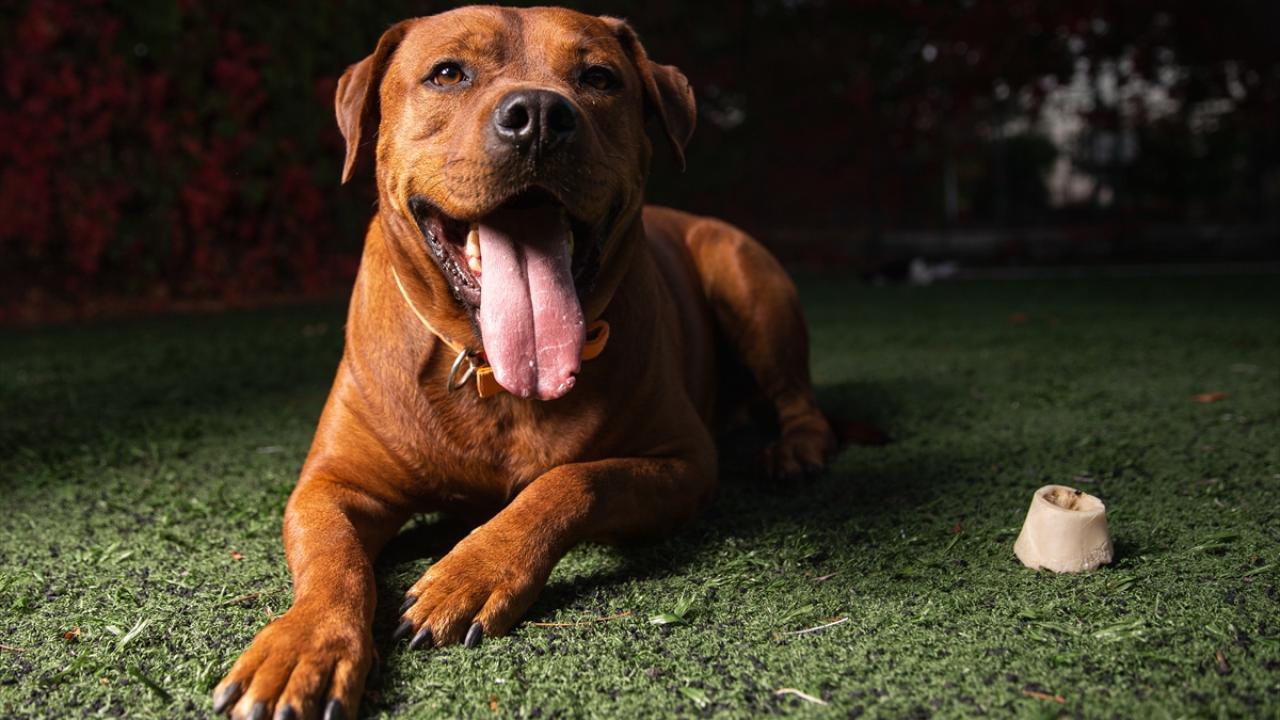 "Bir varlığı sevmek gerçekten insanı çok iyileştiriyor"