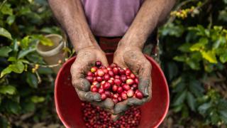 Kolombiya'da Uluslararası Kahve Günü