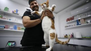 Obez kedi Oscar'a 'mide botoksu'