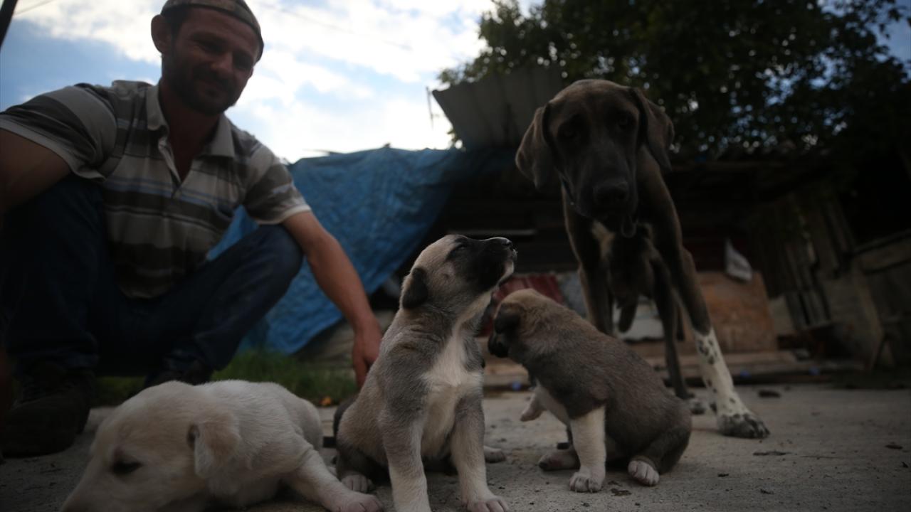 "Hayvanlara lütfen bakalım, sahipsiz bırakmayalım"