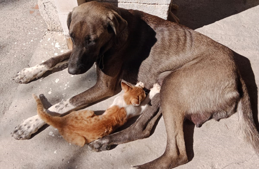 "Her sabah geliyor, annesi gibi kediyi emziriyor"