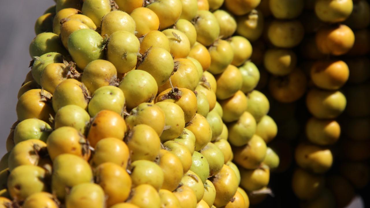 “Porsiyona dikkat edilmeli ve sadece meyve kısmı tüketilmeli”
