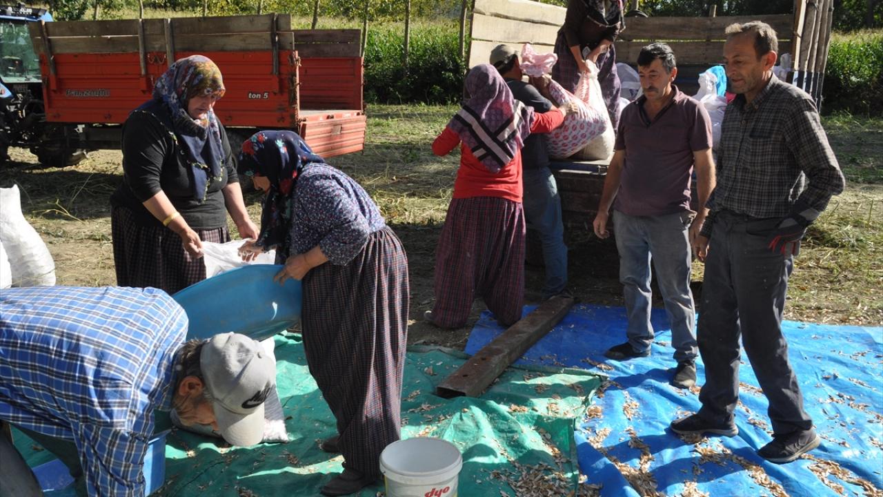 "Bombay fasulyesi çok lezzetli oluyor"