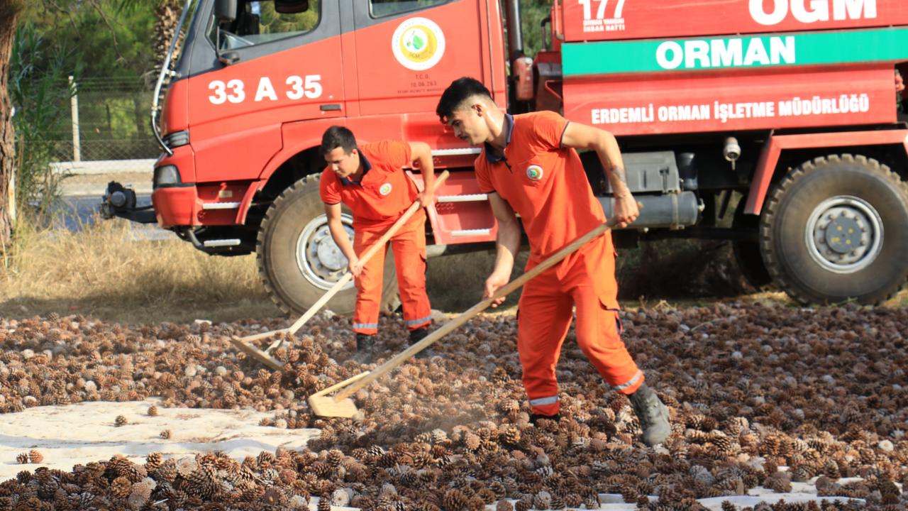 “Gençleştirme sahaları ve yanan alanlar için tohum elde ediyoruz”