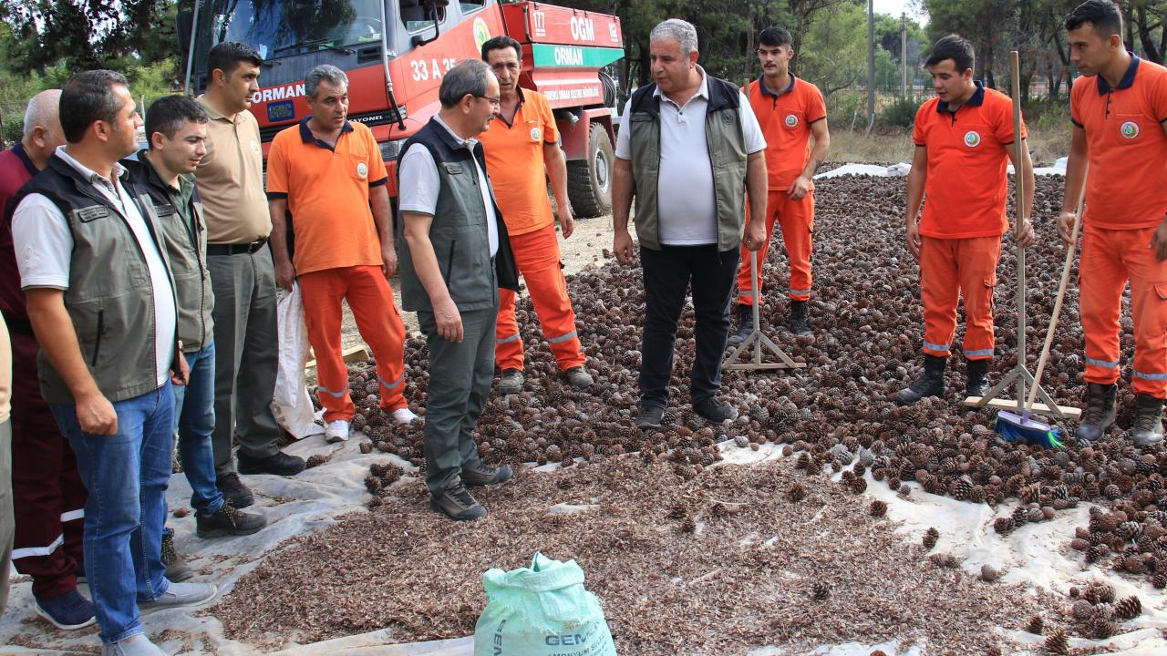 “450 milyon adet kızılçam tohumunu toprakla buluşturmuş olacağız”