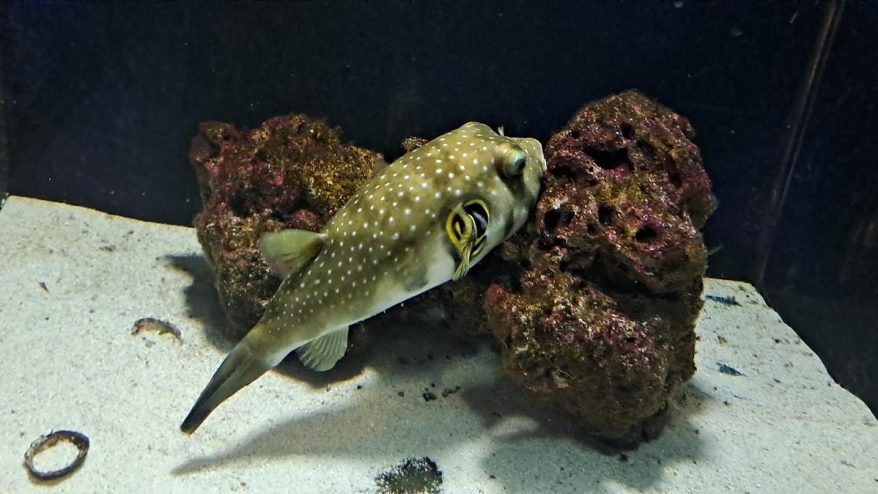 Altın Balon Balığı