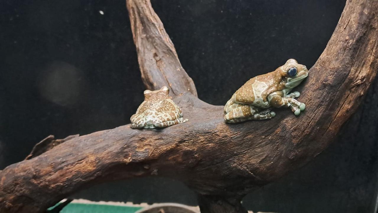 Amazon Süt Kurbağası