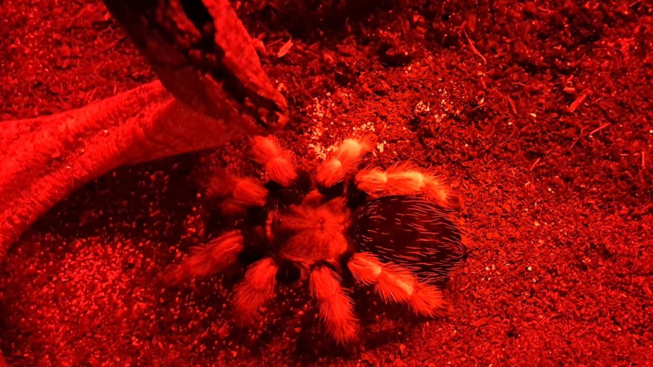 Ateş Bacaklı Meksika Tarantulası