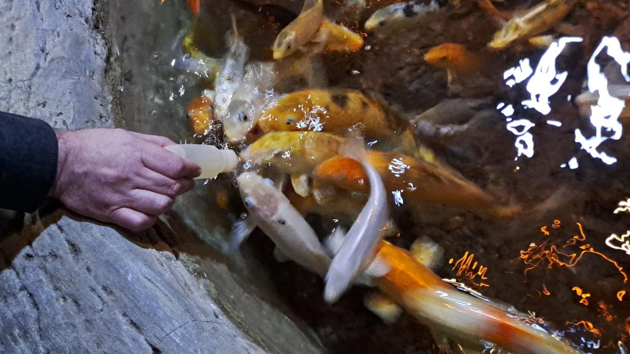 Biberonla Mama Yiyen Balıklar