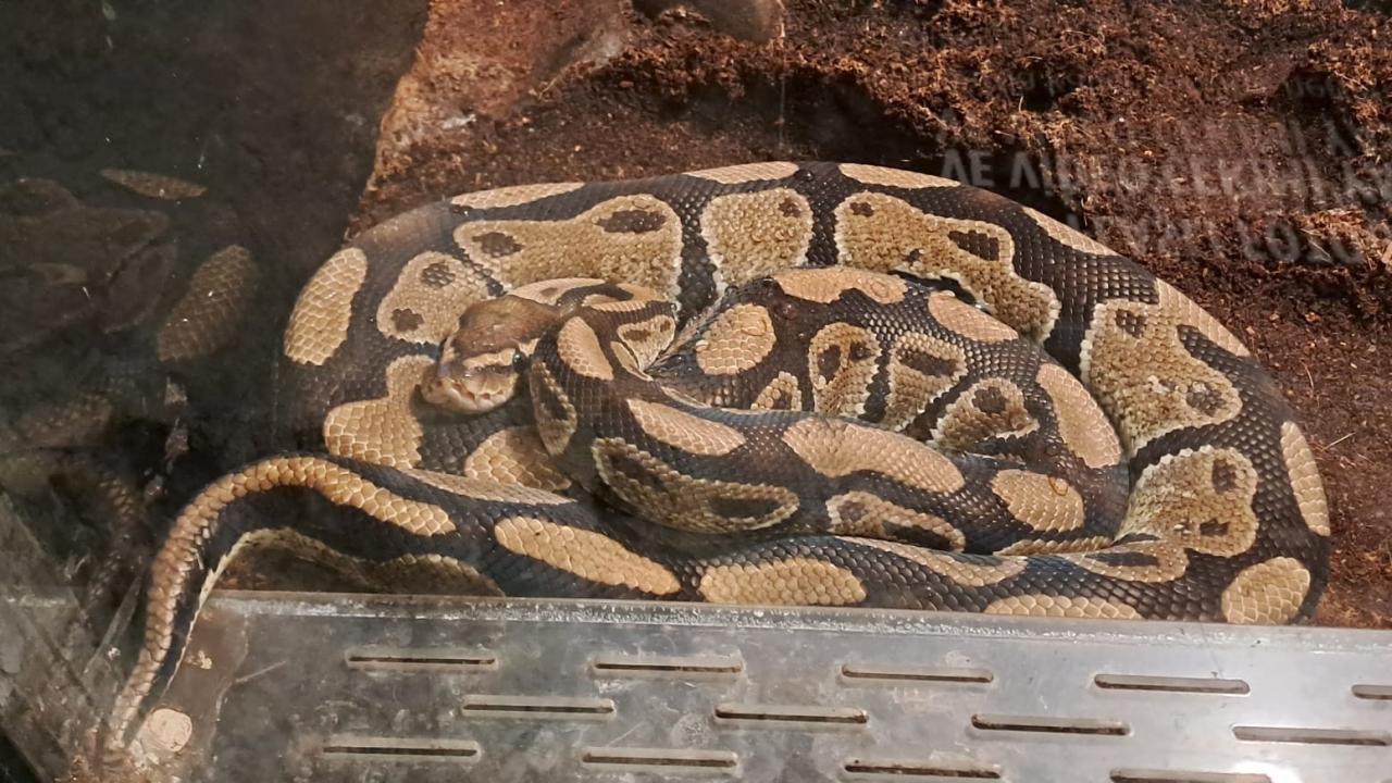 Kaplan Kafesli Piton