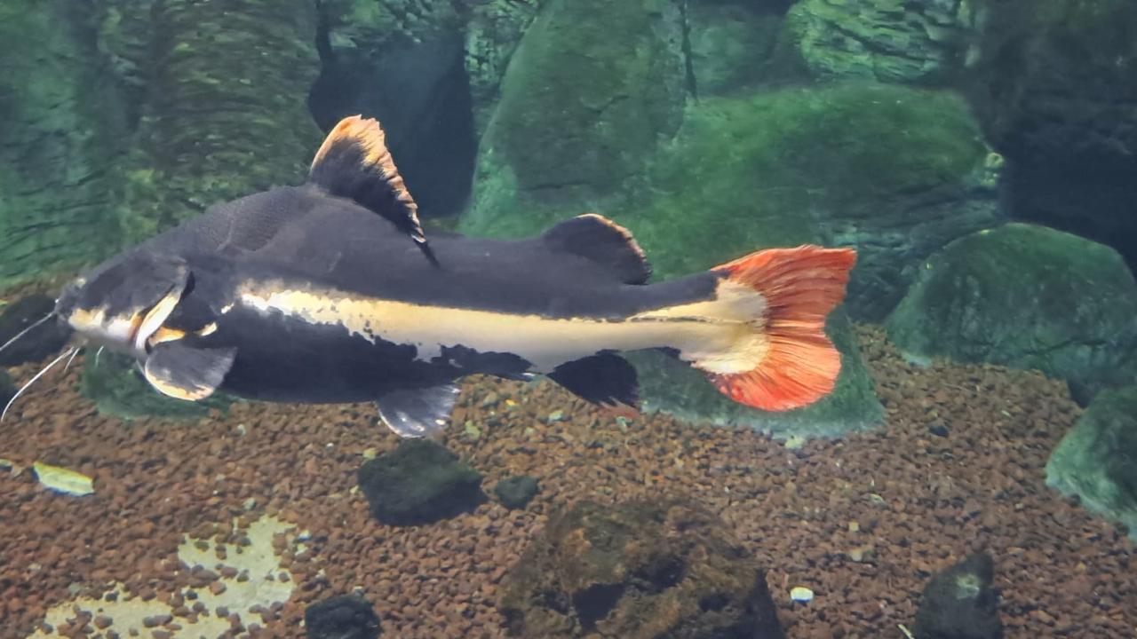 Kırmızı Kuyruklu Kedi Balığı