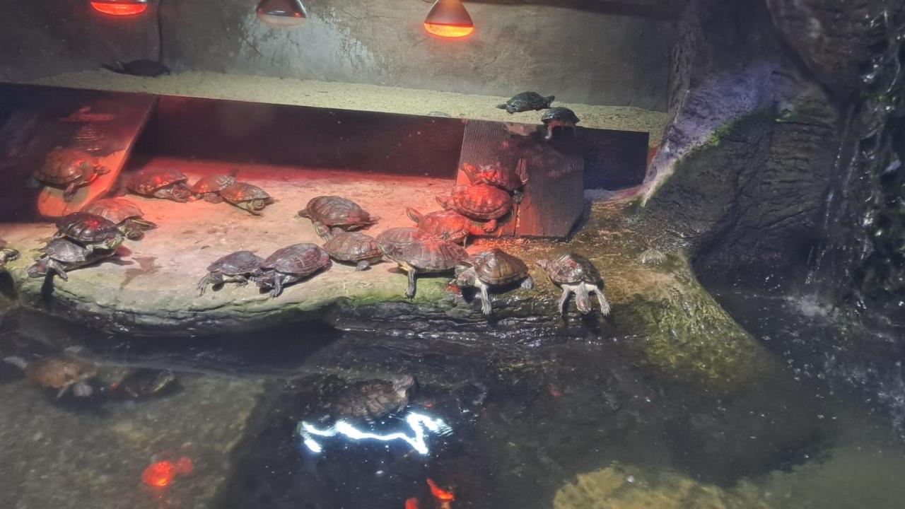 Kızıl Yanaklı Su Kaplumbağaları