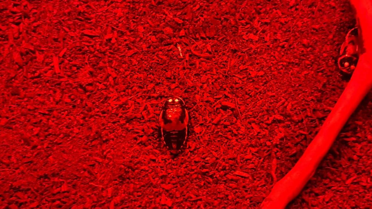 Madagaskar Tıslayan Hamamböceği