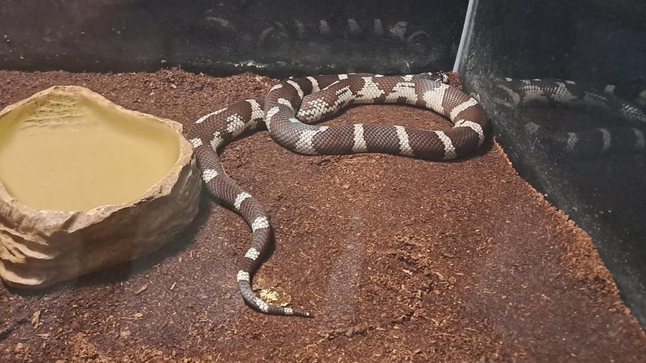 Meksika Kral Yılanı