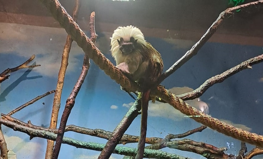 Pamuk Başlı Tamarin