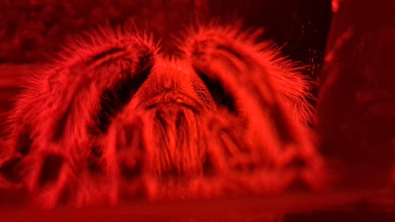 Pembe Tüylü Tarantula