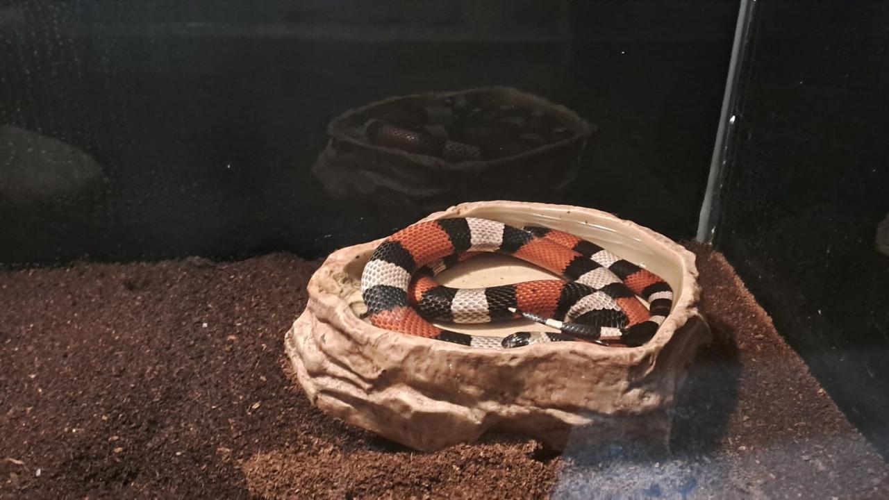 Pueblan Süt Yılanı