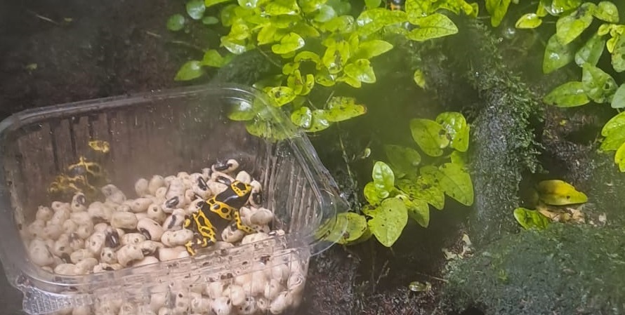 Sarı Çizgili Zehirli Ok Kurbağası