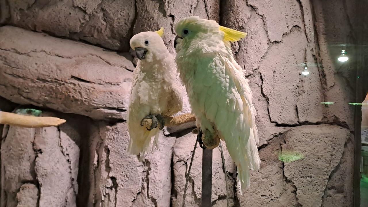 Sülfür Tepeli Kakatu