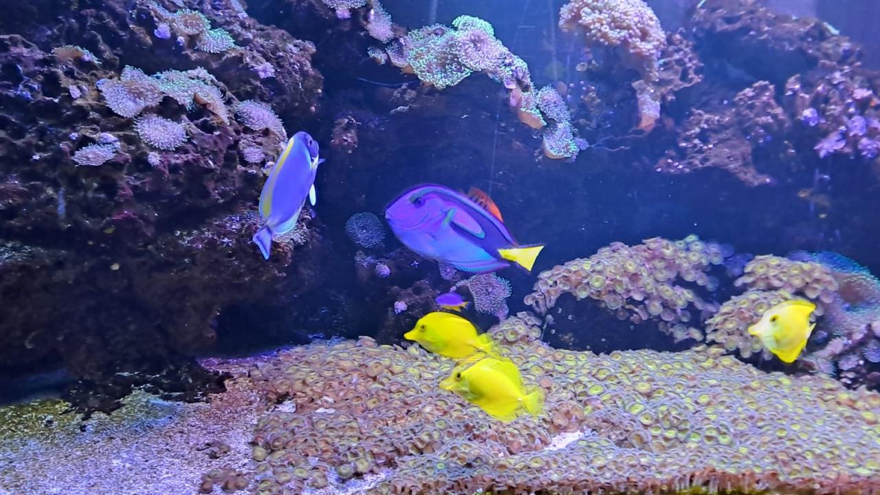 Toz Maviisi Cerrah Balığı