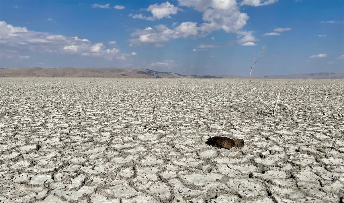 "Kuraklığın genel etkisi ve gaz zehirlenmesi dışında enfeksiyon veya virüs de olabilir"
