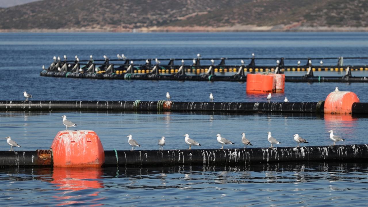 En çok talep Japonya, Güney Kore ve ABD`den